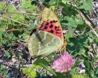 Argynnis Pandora Cardnal butterfly